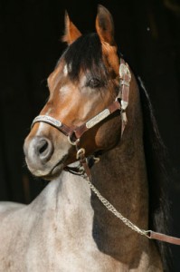 Obrazek