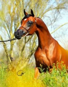 Obrazek