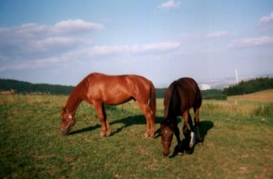 Obrazek